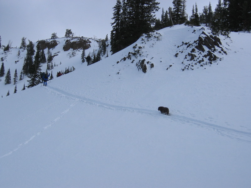 Is it a bear?