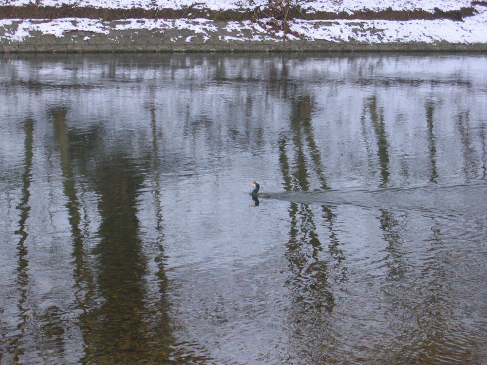 on the Aare