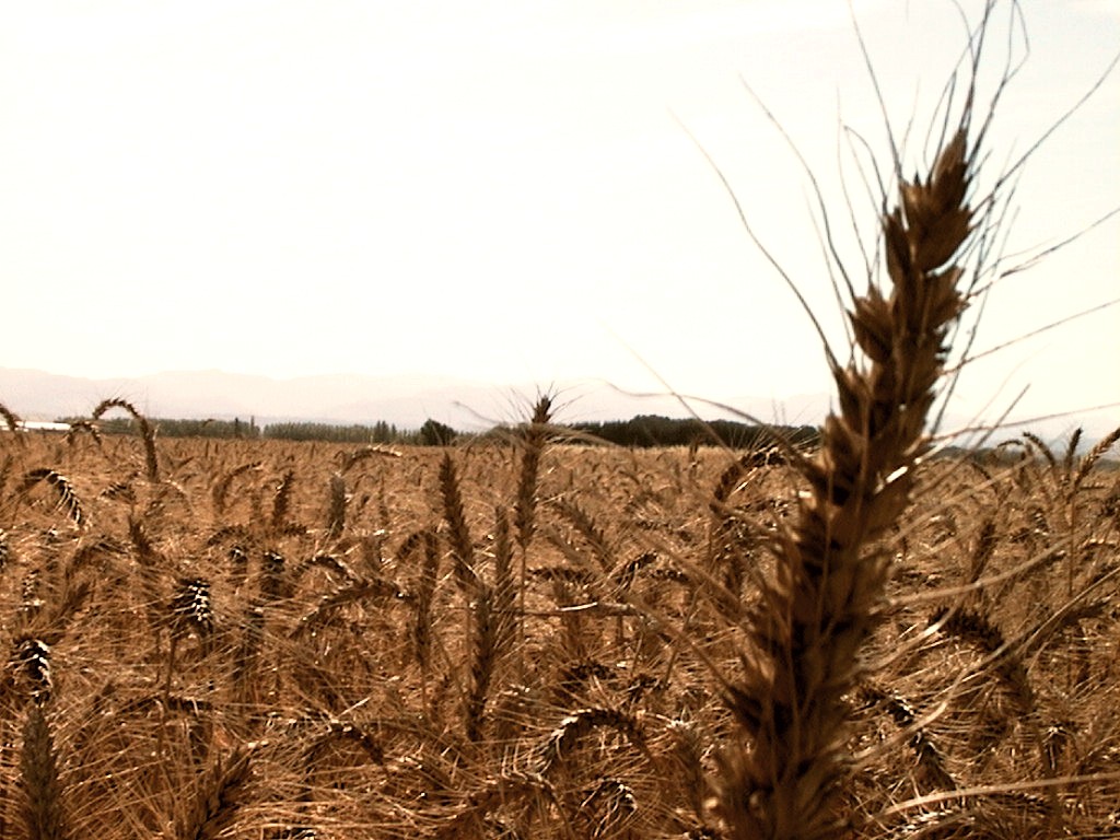 images/01_field_near_sheridan.jpg