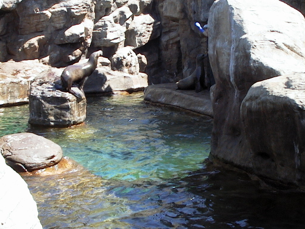 images/28_seals_at_aquariaum.jpg