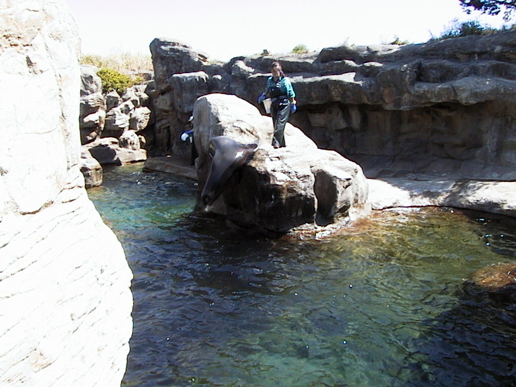 images/29_seal_jumping.jpg