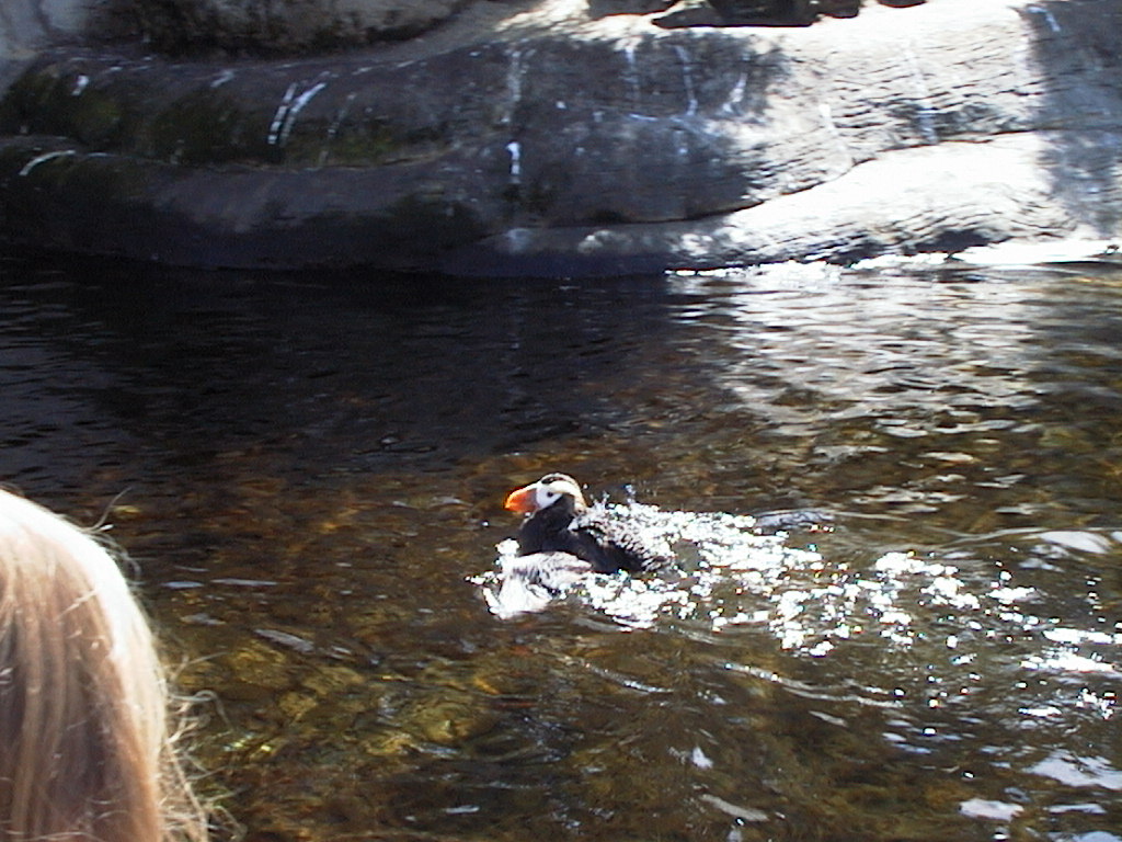 images/30_puffin.jpg