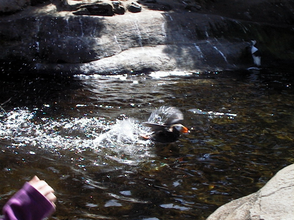 images/31_puffin_bathing.jpg