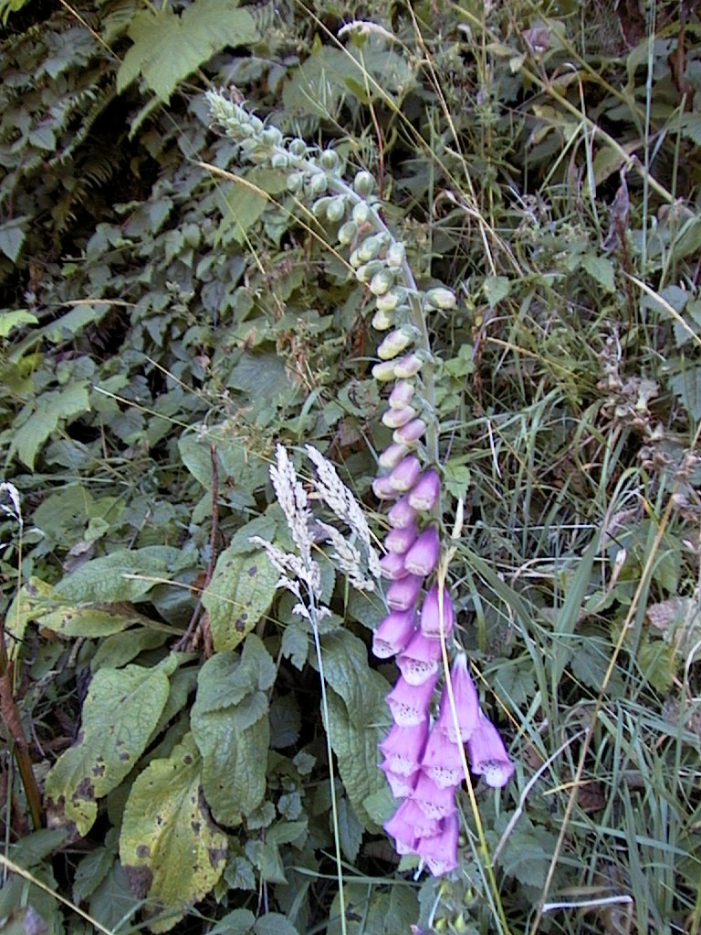 images/34_wildflower.jpg