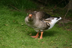 IMG_7461.JPG