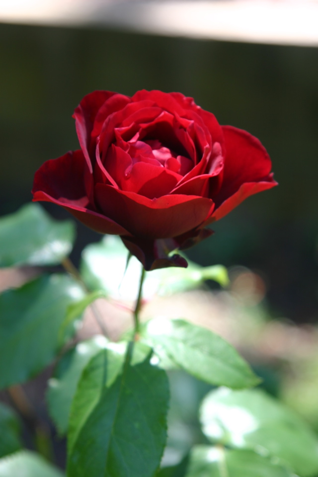 IMG_7482.JPG
