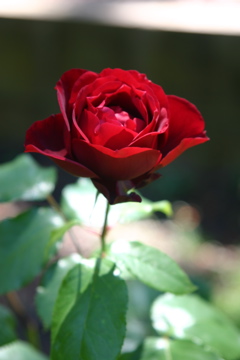 IMG_7482.JPG