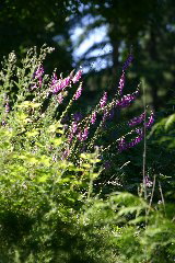 IMG_7505.JPG