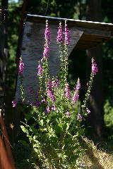 IMG_7499.JPG