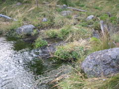 IMG_0709.JPG