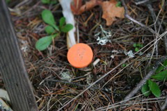 IMG_6272.JPG