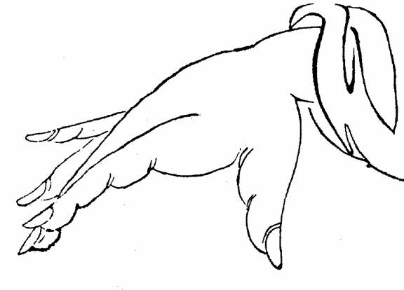 Joints Of Hand. The right-hand thumb is held