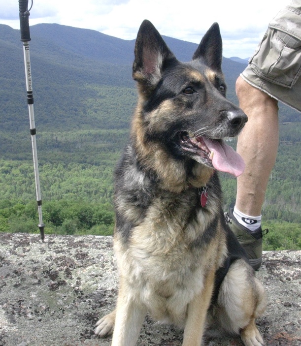 Adirondack mountain hot sale king shepherds