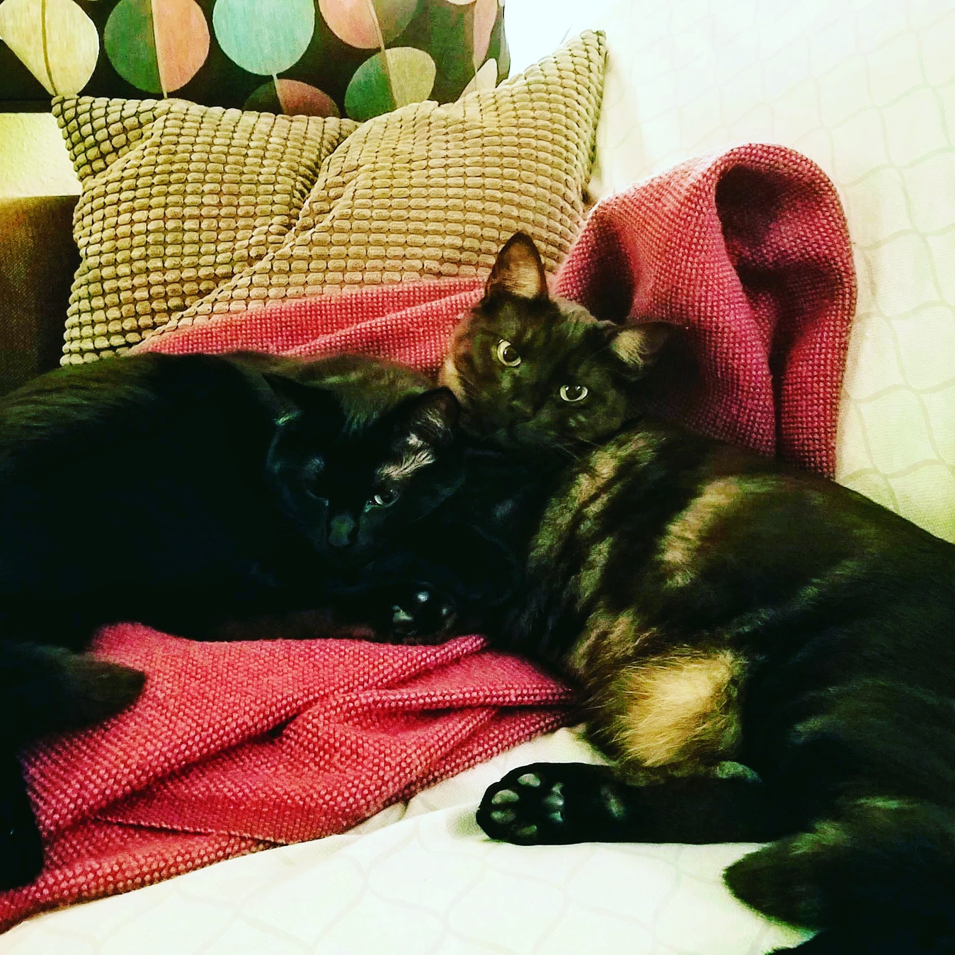 Luna and Ragnar